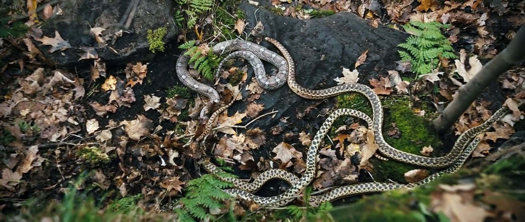 Them That Follow Bande-annonce VO