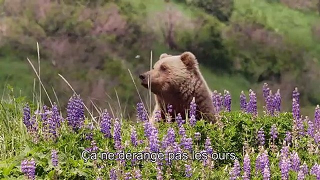 Grizzly - MAKING OF VOST Sur le tournage avec l'équipe du film