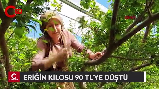 Sezonu 600 liradan açmıştı: Eriğin kilosu 90 TL'ye düştü