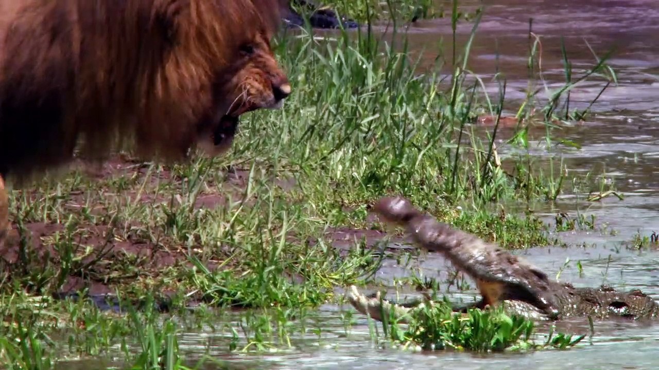 Félins Reportage (2) VF