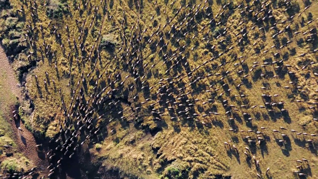 Félins Reportage (3) VF