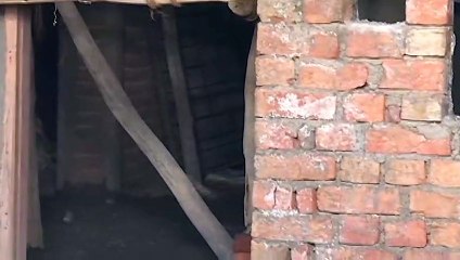 नाहरगढ़ रेस्क्यू सेंटर से भागा भालू,वन विभाग की टीम ने किया 10 km  दूर  से ट्रैंक्यूलाइज