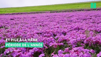 La "lune rose" n'était pas vraiment rose et a fait des déçus