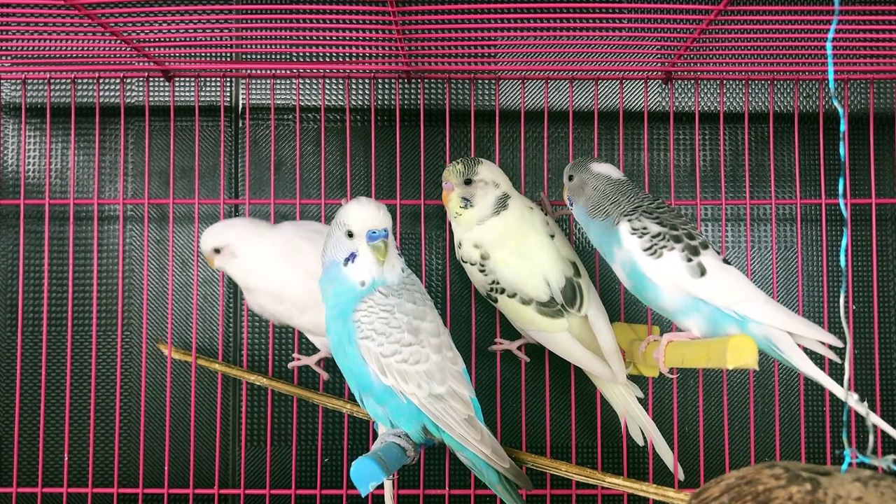 birds in the cage