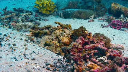 Blue EXTRAIT VF "La squille multicolore"