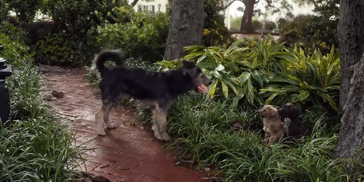 La Belle et le Clochard Bande-annonce (2) VO