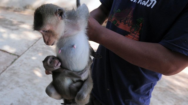 The Ghosts in our Machine Bande-annonce VO