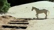 Lone Ranger, Naissance d'un héros Bande-annonce (3) VO