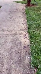 Rastro de sangue no local onde o jornalista Gabriel Luiz foi esfaqueado