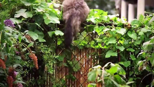 Breakfast with Curtis Bande-annonce VO