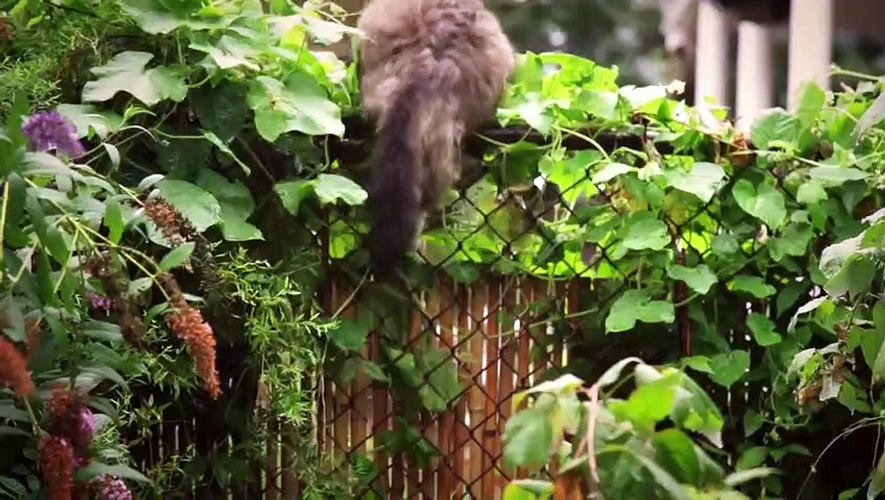 Breakfast with Curtis Bande-annonce VO