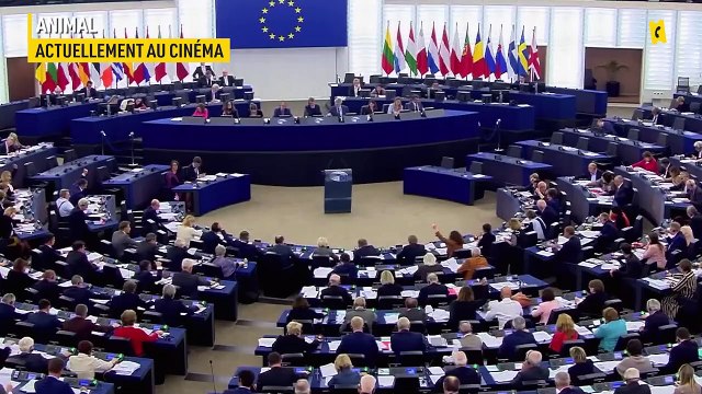 Animal - 3 questions à Cyril Dion