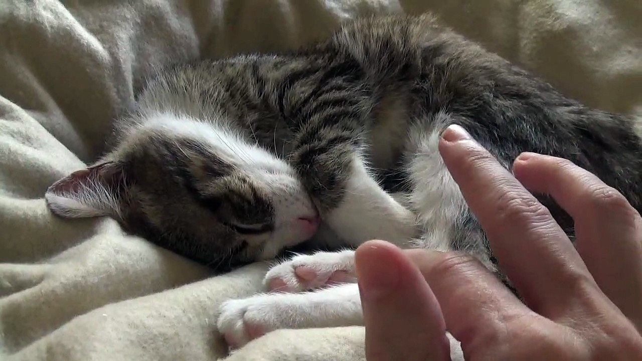 The Ear and the Hearing of Cats - The Cat's Senses