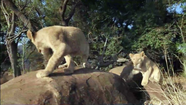 African Safari 3D - EXTRAIT VF Les lionceaux