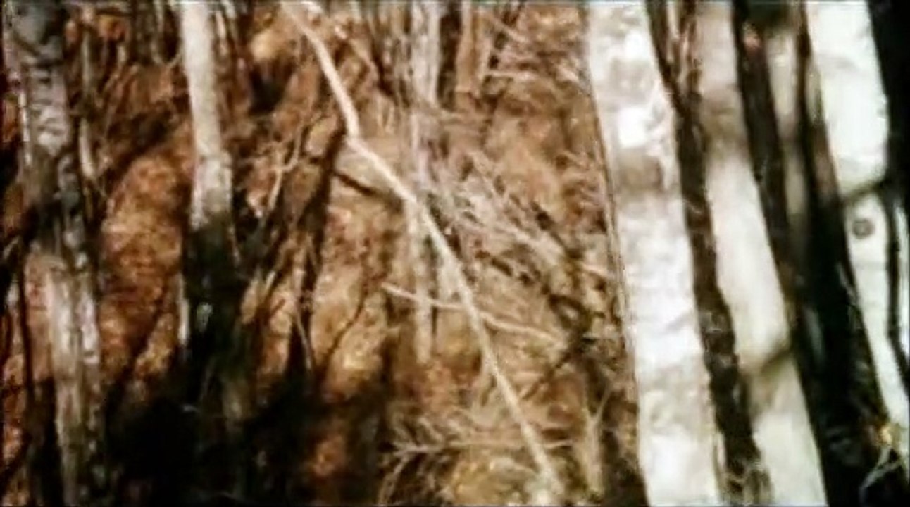 La Forêt sans nom Bande-annonce VO