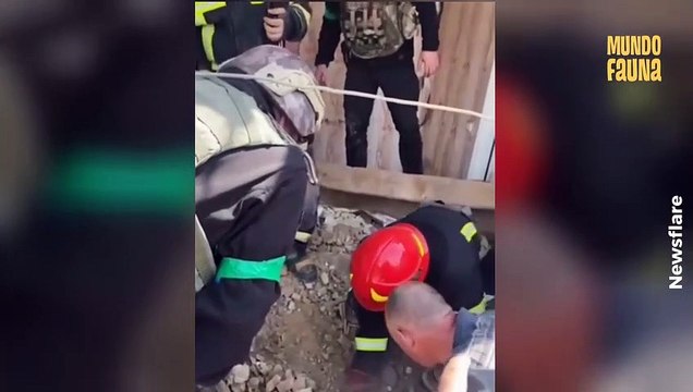 Rescatan a un cachorro debajo de los escombros que dejó un ataque ruso en Ucrania