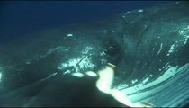 Dauphins et baleines 3D, nomades des mers Bande-annonce VF