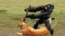 father anger!! male Gorilla show hell to a lion who kidnapped his son!