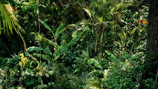 Sur la piste du Marsupilami Bande-annonce (2) VF