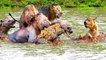 lion vs elephan, 15 shots that dogs attacked leopards