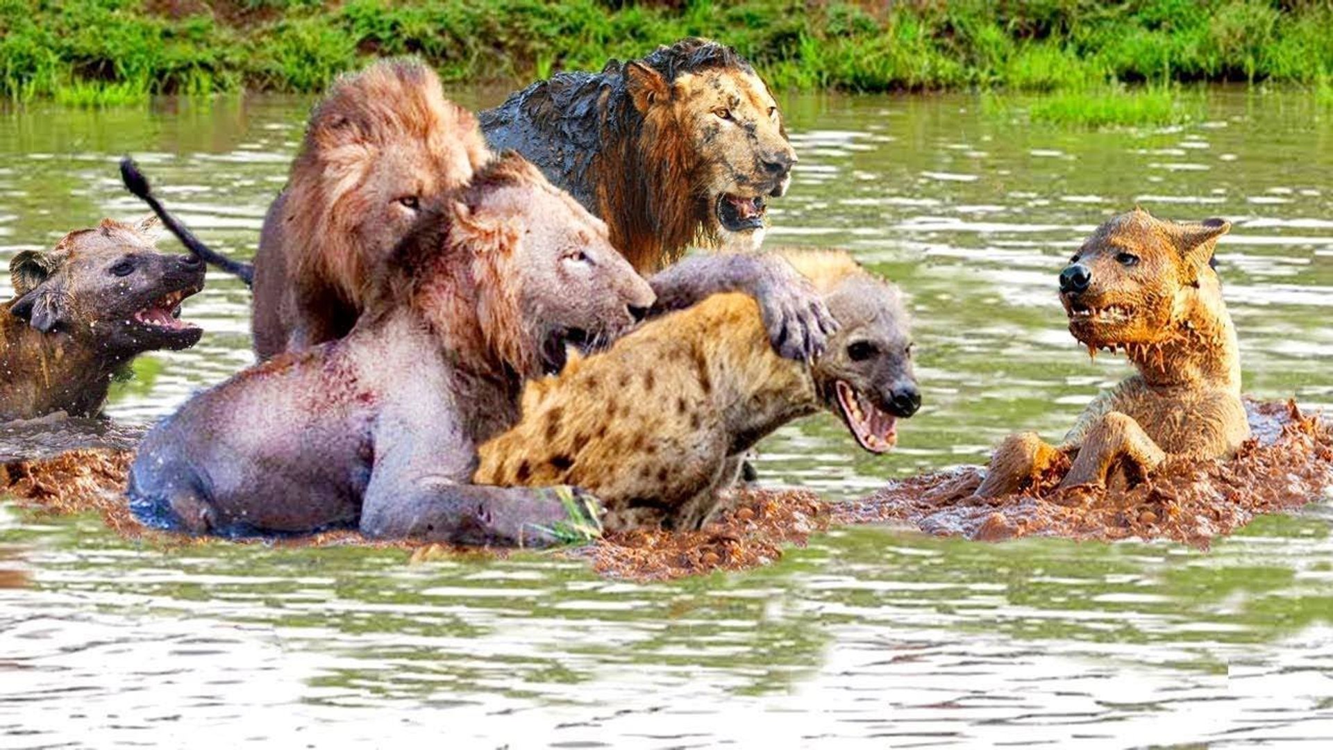 ⁣lion vs elephan, 15 shots that dogs attacked leopards