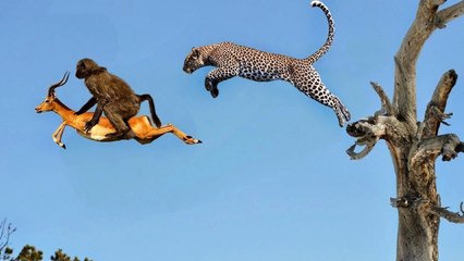 Lion vs giraffe ,Leopard Vs monkey family  bloody battle on a tree,