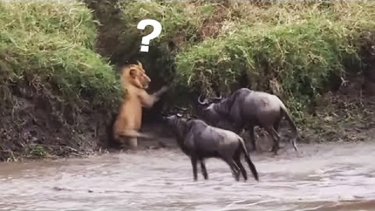 The Best Attacks of predators attack their prey ,2022 shots