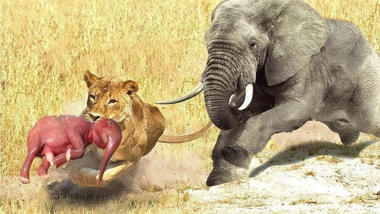 Mass fight!!! Elephant vs lion, leopard vs deer, eagle,