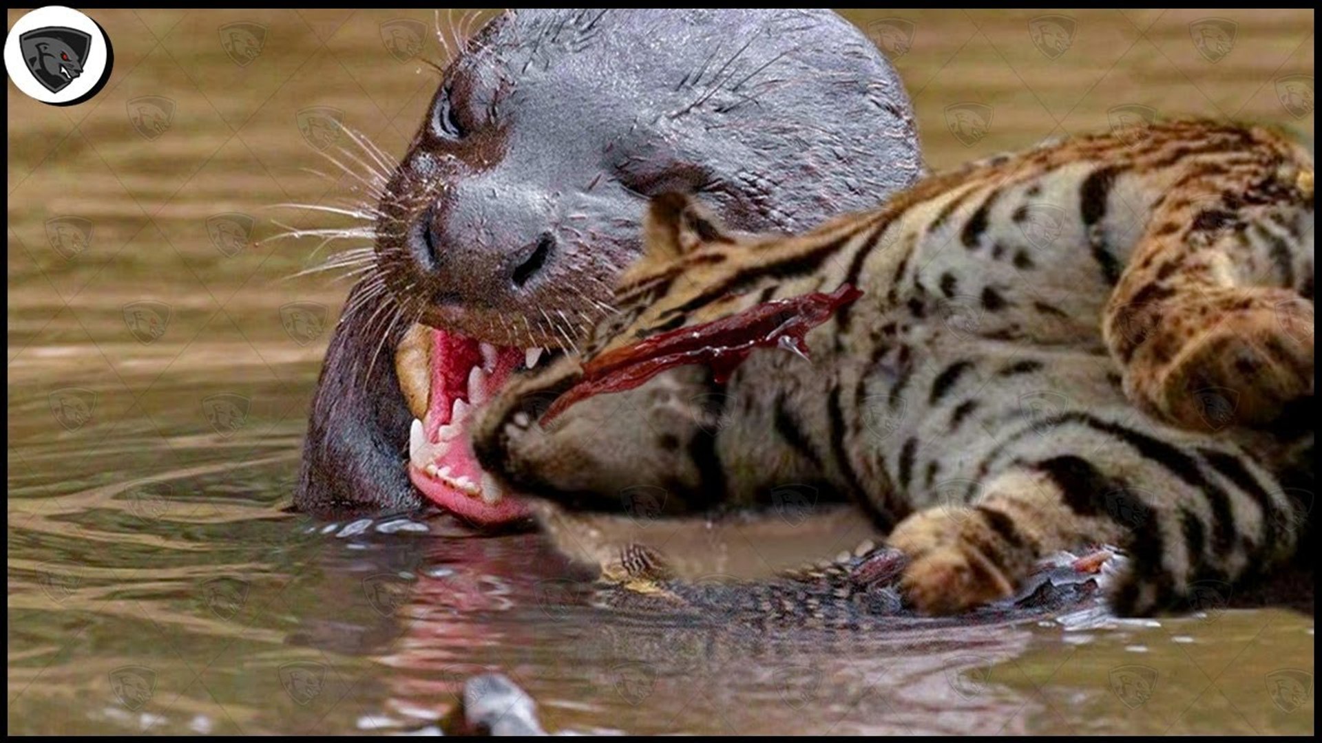 Giant Otter Vs Crocodile
