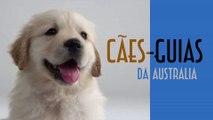 Cães-guias da Australia - EMVB - Emerson Martins Video Blog 2016