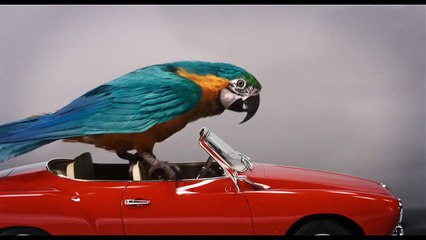 Le Voyage du Dr Dolittle BONUS VO "Les auditions"