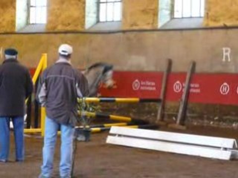 Etalons Poney Haras du PIn Mars 2008 SUULATIK'S VERSAGE