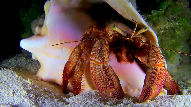 Cannes 2015 - Cousteau : Rendez-vous en 2016 avec Odyssea 3D pour les 60 ans du Monde du silence