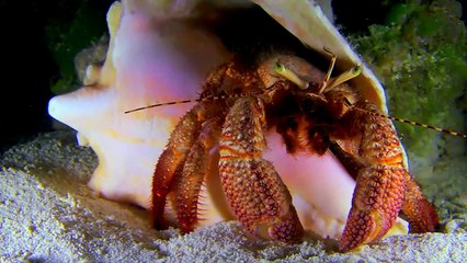 Cannes 2015 - Cousteau : "Rendez-vous en 2016 avec Odyssea 3D pour les 60 ans du Monde du silence"