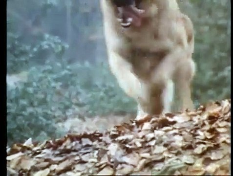 La Compagnie des loups Bande-annonce VF