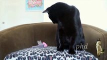 Cute and Funny Cat Videos to Keep You Smiling