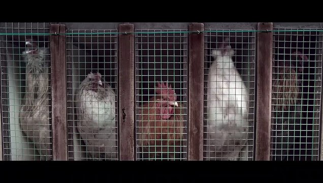 La Cinquième Saison Bande-annonce VO