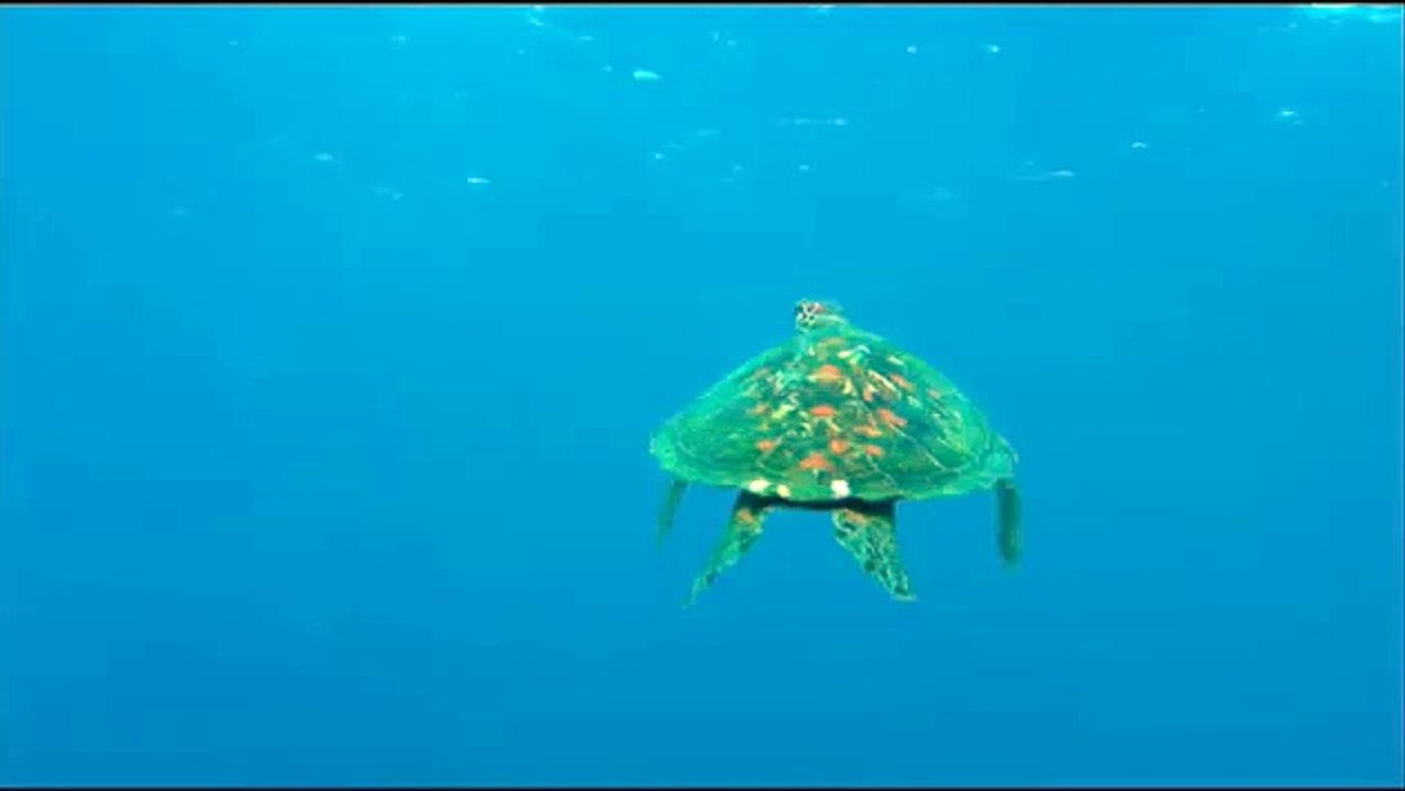 Voyage sous les mers 3D Extrait vidéo (2) VF