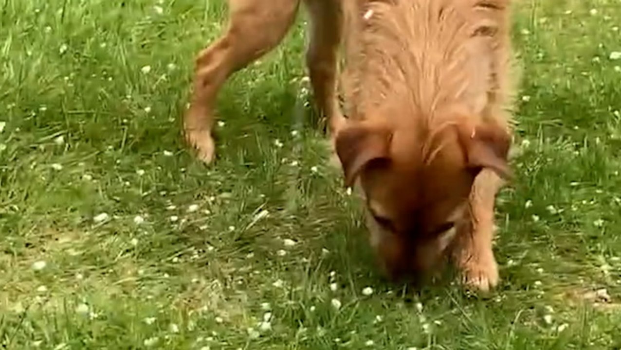 Dog goes haywire for hail