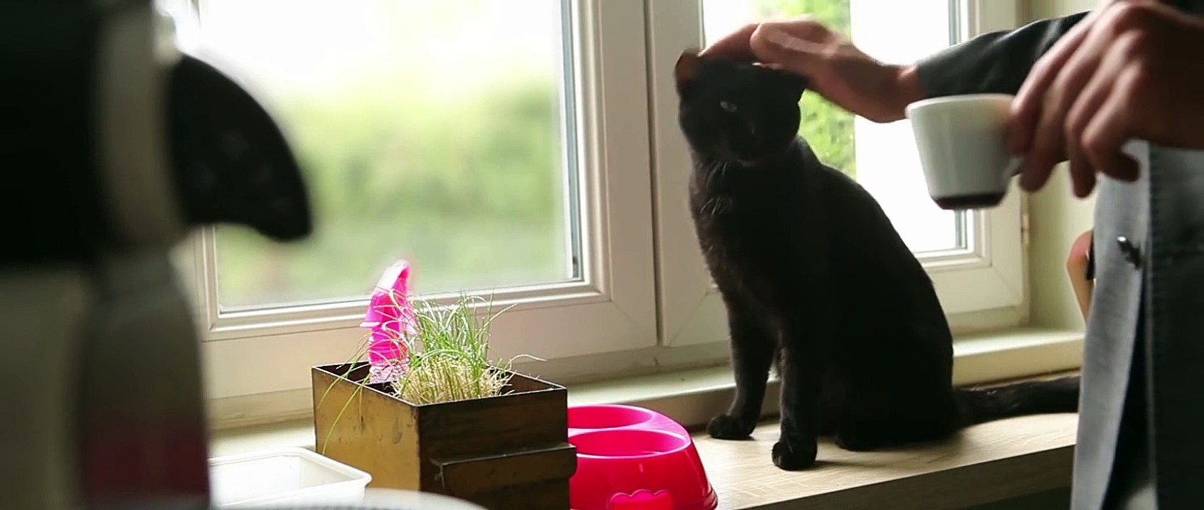 Star Wars VII... version chiens et chats !