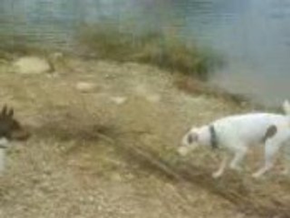 Les toutoux a l'eau