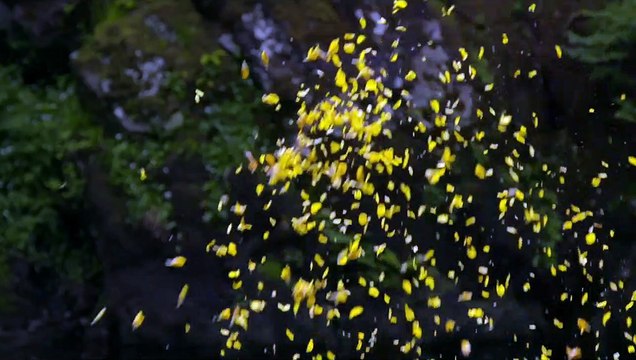 Penché dans le vent Bande-annonce VO