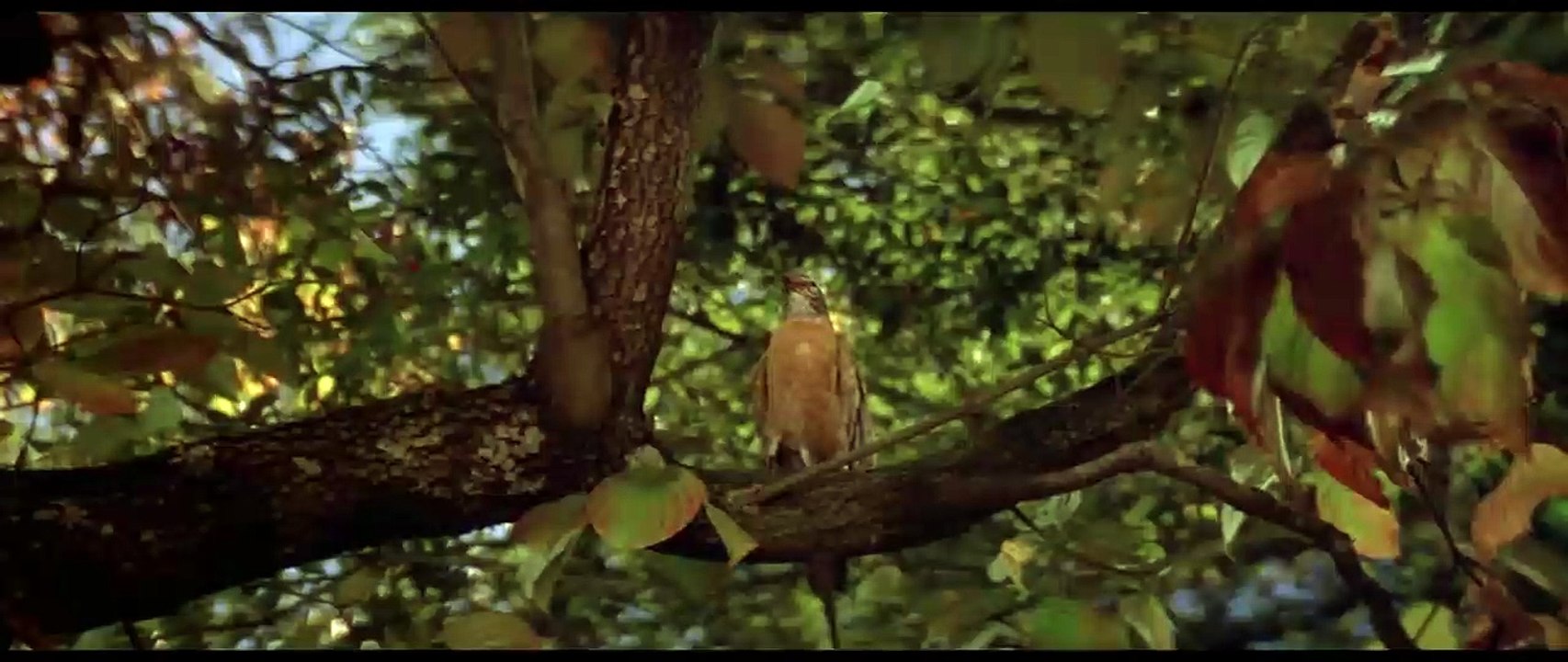 Blue Velvet Bande-annonce Ressortie VO