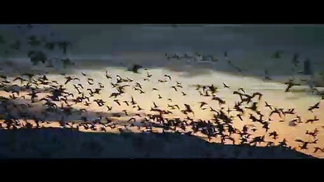 Final Hours Bande-annonce VO