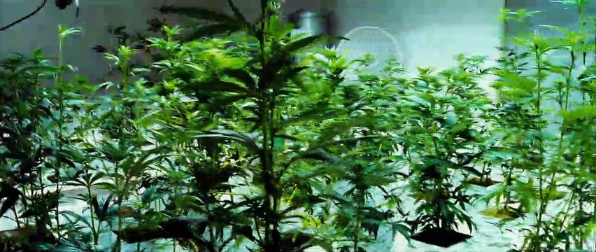 Savages Bande-annonce VF