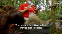 These baby sloths are ‘learning to be wild again’ in Costa Rica’s rainforest rehab