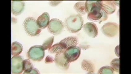 Agent destructeur Bande-annonce VO