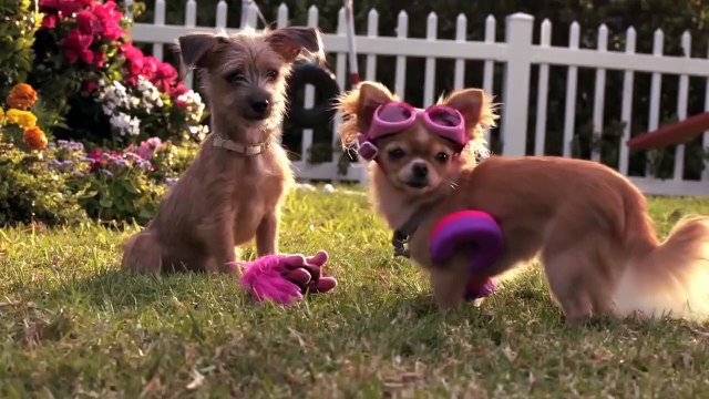 Le Chihuahua de Beverly Hills 3 : Viva La Fiesta ! Bande-annonce VO