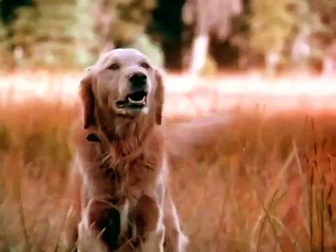 L'Incroyable Voyage Bande-annonce VO