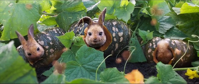 Pierre Lapin 2 Bande-annonce (2) VF